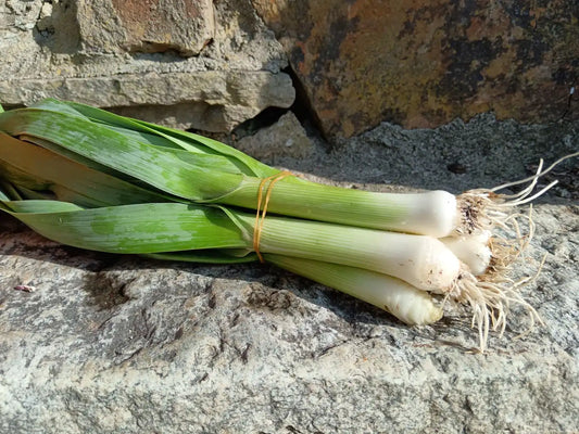 mazzo di porri biologici piccoli e teneri
