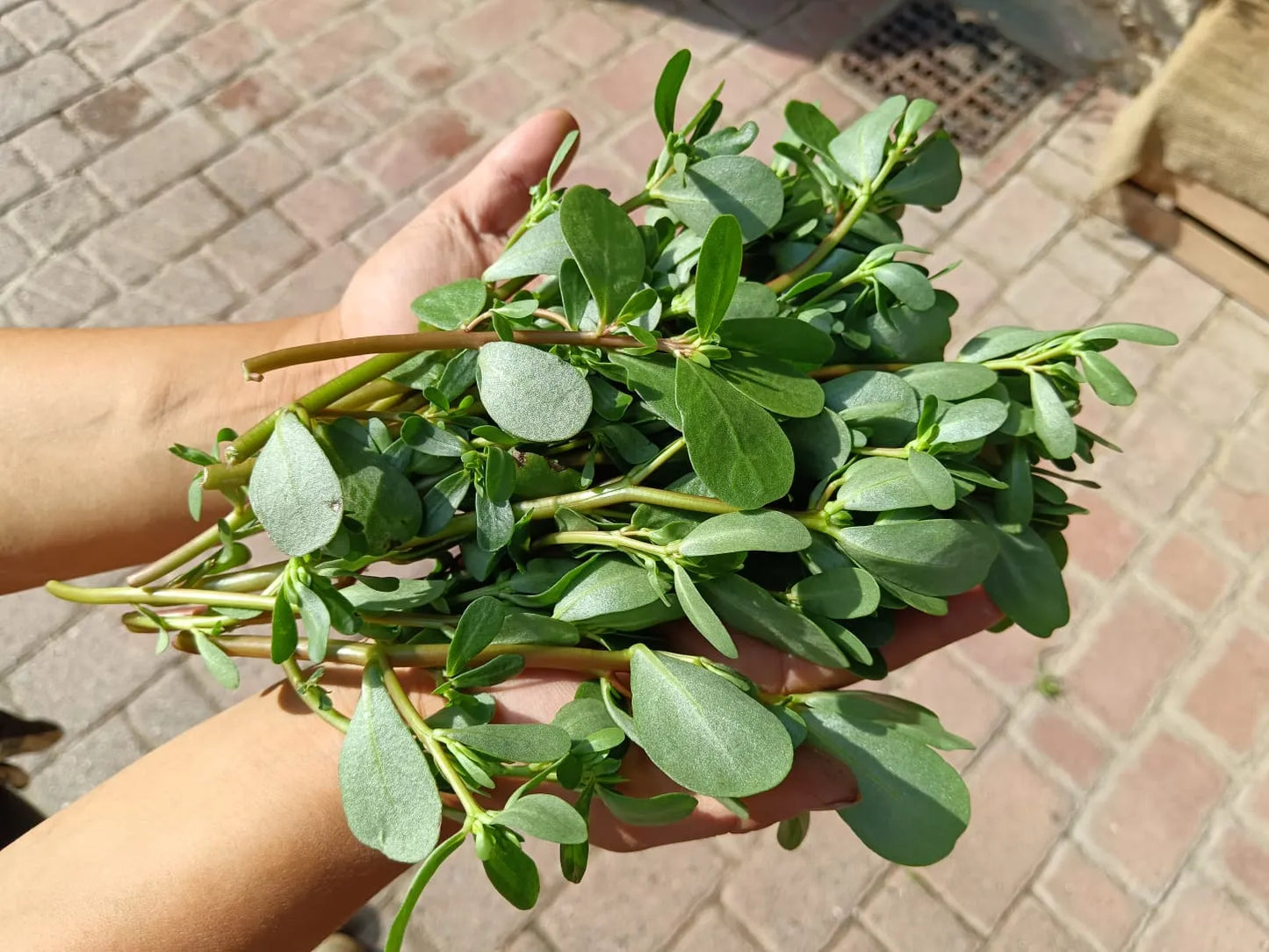 Portulaca fresca biologica