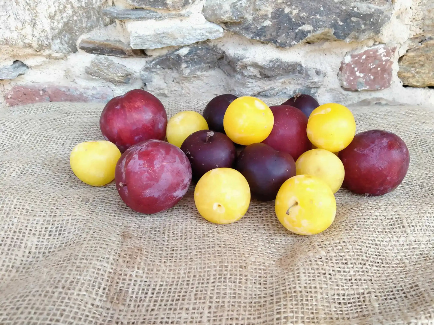 prugne miste gialle e rosse biologiche