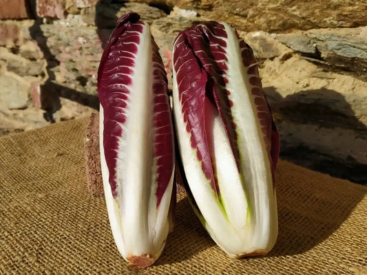 radicchio precoce biologico fresco a foglia rossa e bianca carnosa