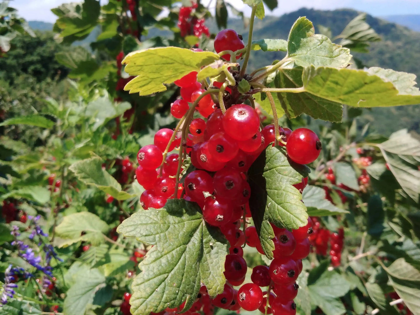 ribes rosso maturo sulla pianta