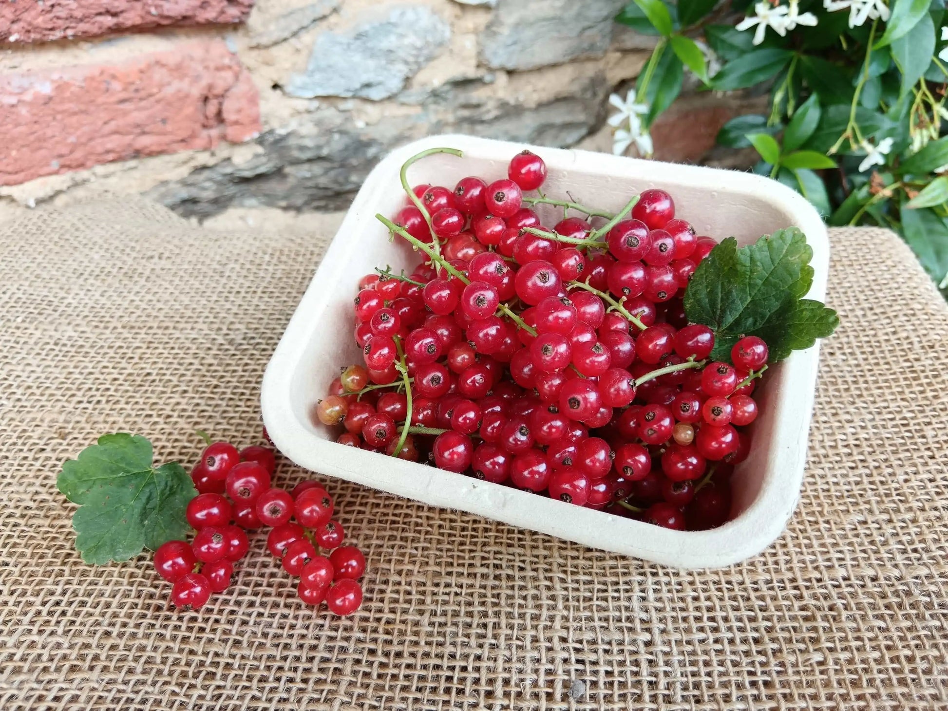 ribes rosso fresco biologico in vaschetta di cellulosa