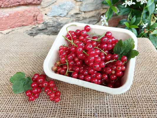ribes rosso fresco biologico in vaschetta di cellulosa