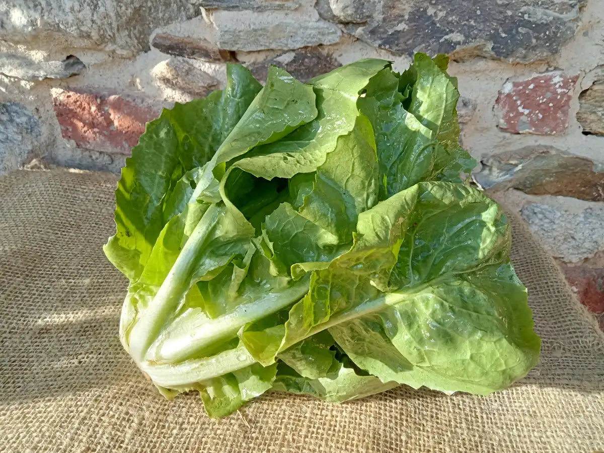 cespo fresco di insalata scarola biologica
