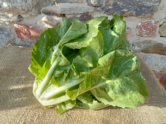 cespo fresco di insalata scarola biologica