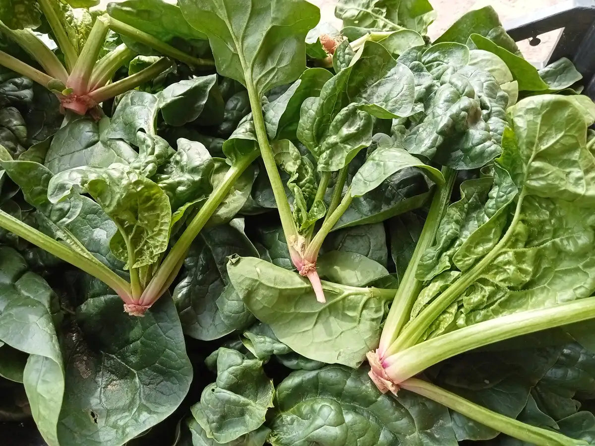 spinaci freschi bio
