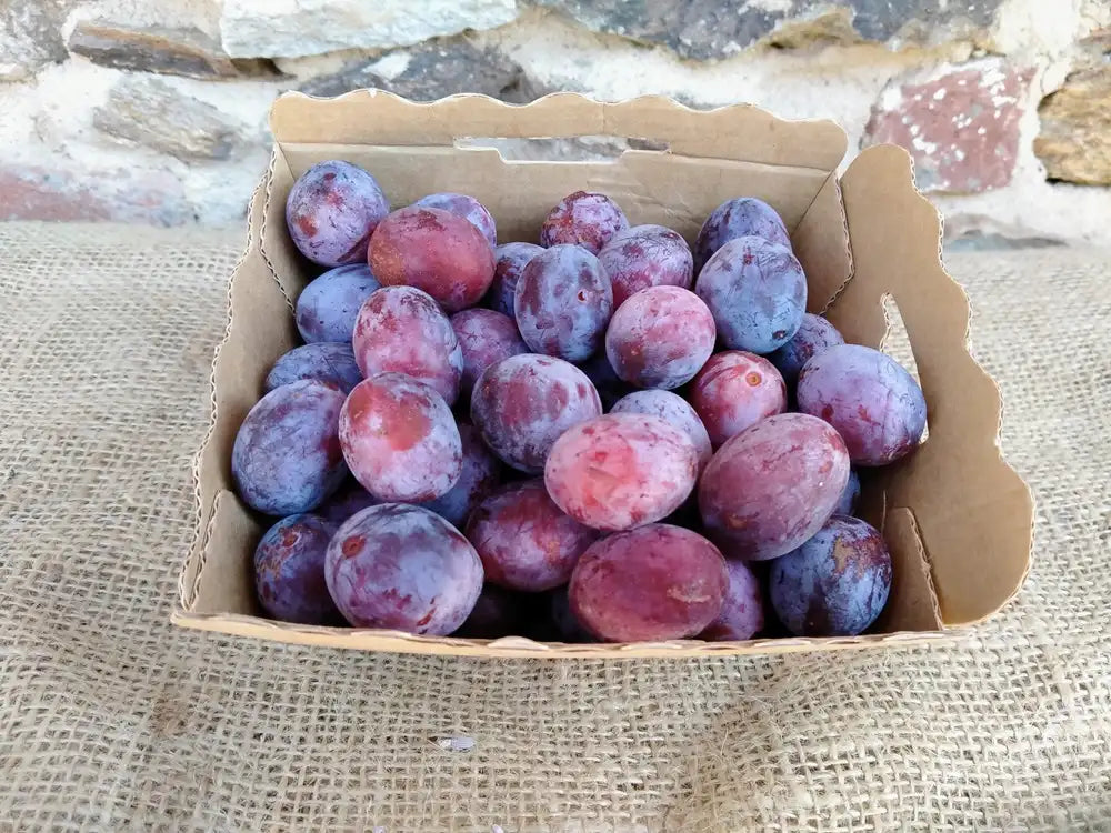 cestino di carta con 500g di susine ramassin biologiche