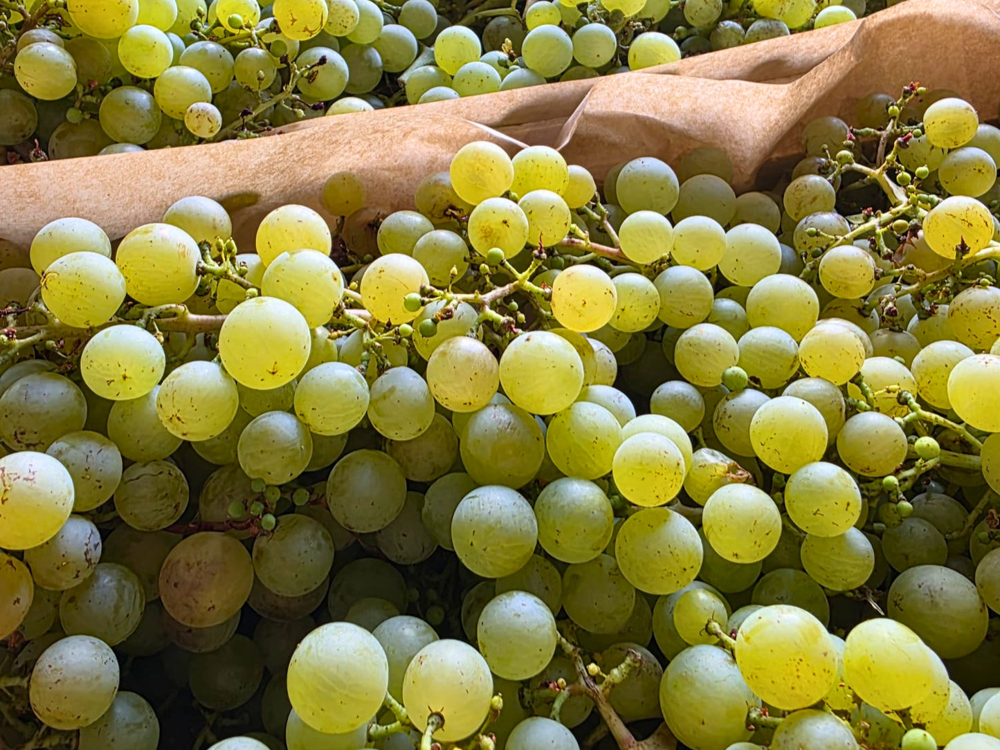 uva bianca biologica di varietà perle di saba