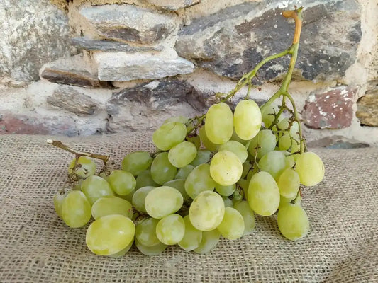 grappolo di uva bianca bio senza semi
