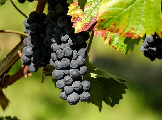 uva fragola nera biologica