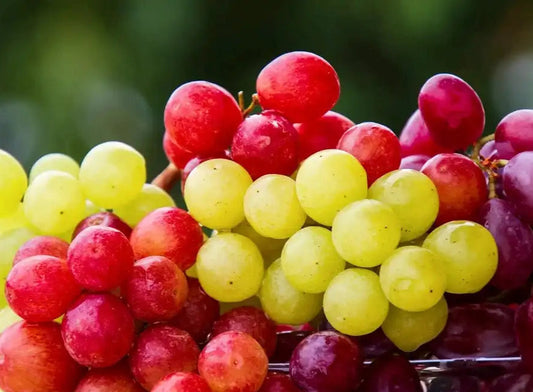 grappoli di uva rossa e bianca fresca biologica