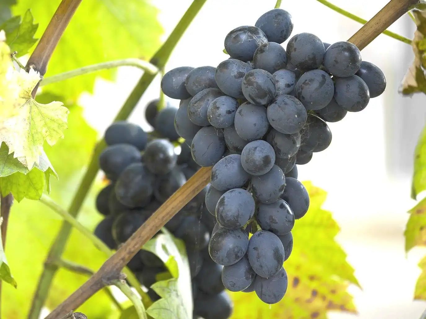 uva nera fresca biologica