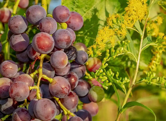 Grappolo di uva fresca biologica ad acino grande rosso violaceo