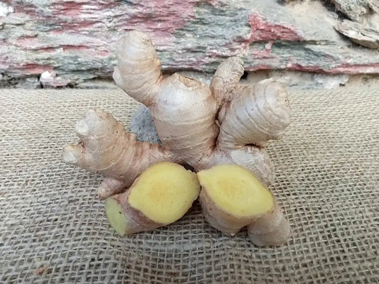 Radice di zenzero fresca biologica