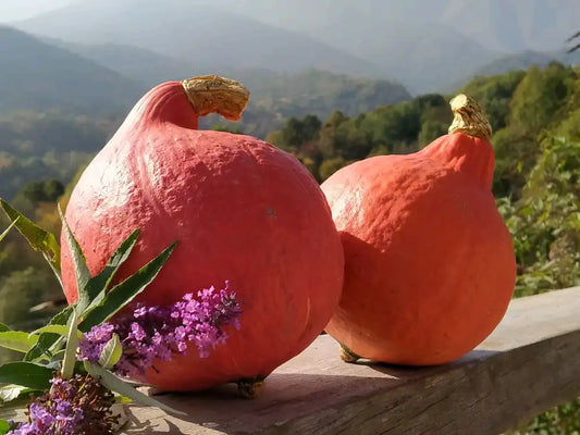 zucca hokkaido bio di buccia arancione e piccola dimensione
