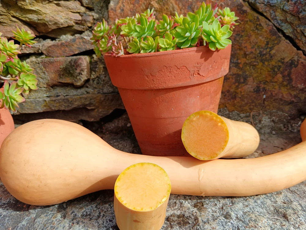 zucca trombetta di Albenga biologica a buccia gialla medio grande