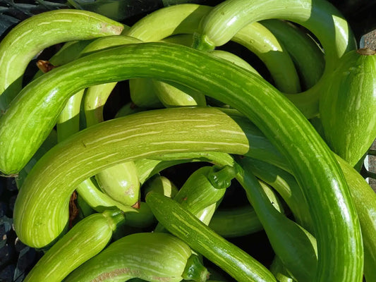 Zucca di varietà Trombetta di Albenga BIO