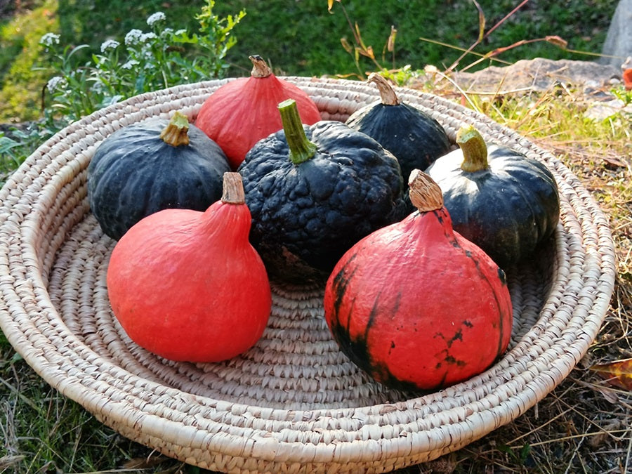 zucche piccole di diverso colore per la tavola autunnale